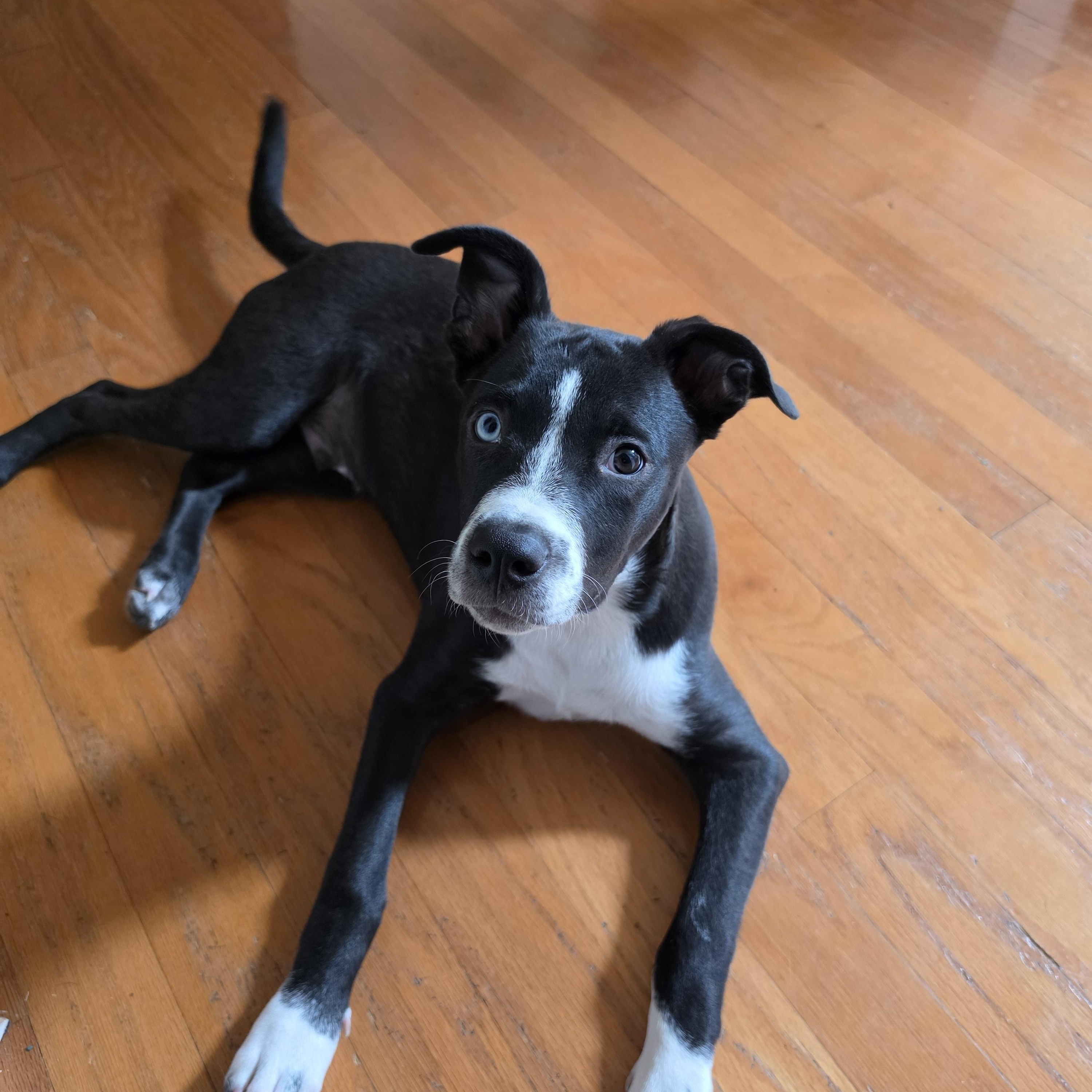 Pepito, Adoptable, Puppy Male American Staffordshire Terrier & Border Collie.