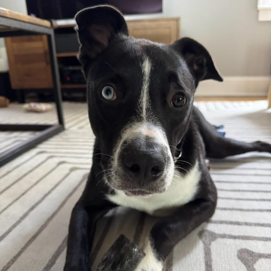 Enlarge Pepito PetePete, a Adoptable mixed breed in Concord, NC image 5/5