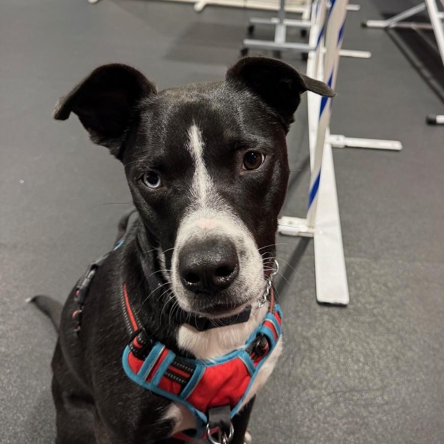 Enlarge Pepito PetePete, a Adoptable mixed breed in Concord, NC image 4/6