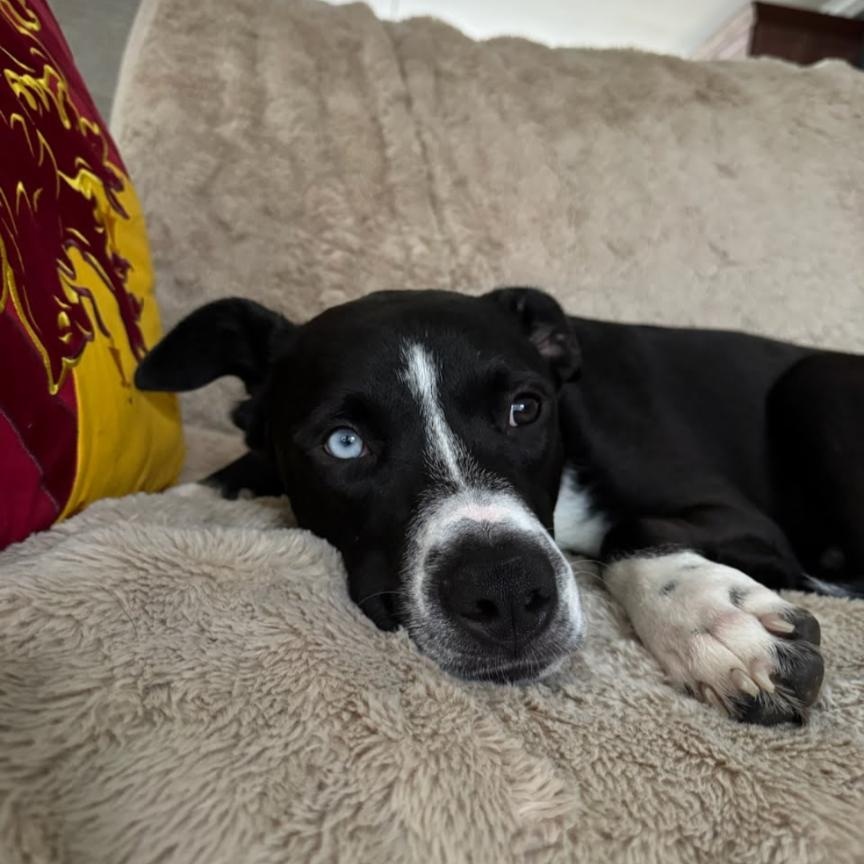 Enlarge Pepito PetePete, a Adoptable mixed breed in Concord, NC image 1/5
