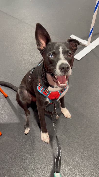Enlarge Pepito PetePete, a Adoptable mixed breed in Concord, NC video 2/6