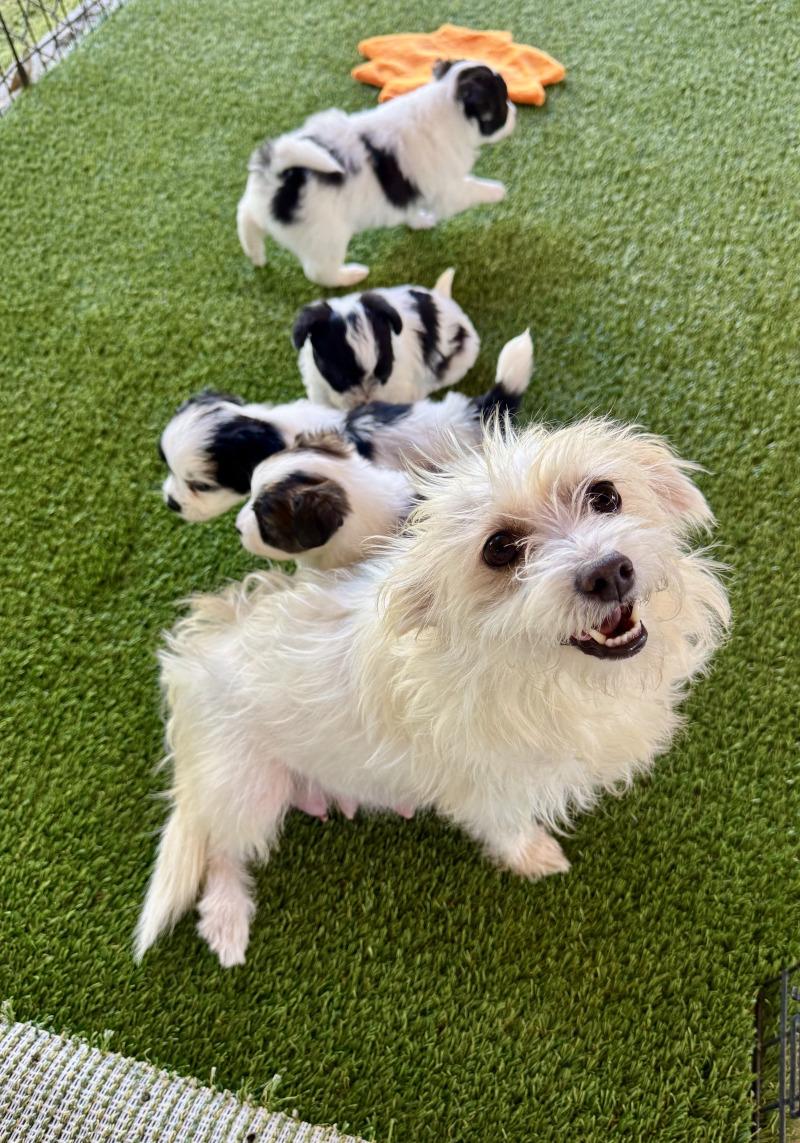 Princey, Adoptable, Adult Female Terrier & Mixed Breed.