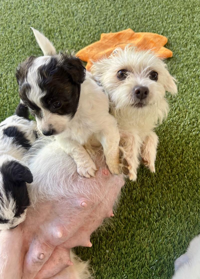 Enlarge Princey, a Adoptable mixed breed in Valley Village, CA image 2/5