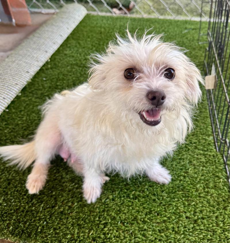 Enlarge Princey, a Adoptable mixed breed in Valley Village, CA image 3/5