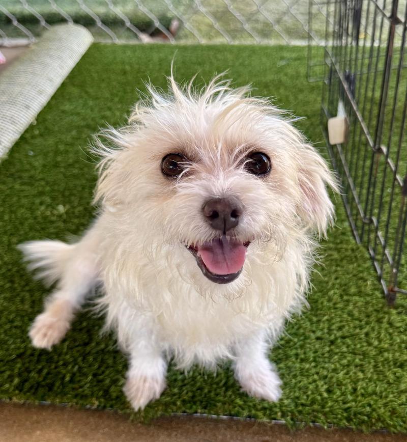 Enlarge Princey, a Adoptable mixed breed in Valley Village, CA image 5/5