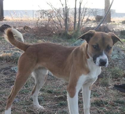 James , adopted, Adult Male Mixed Breed.