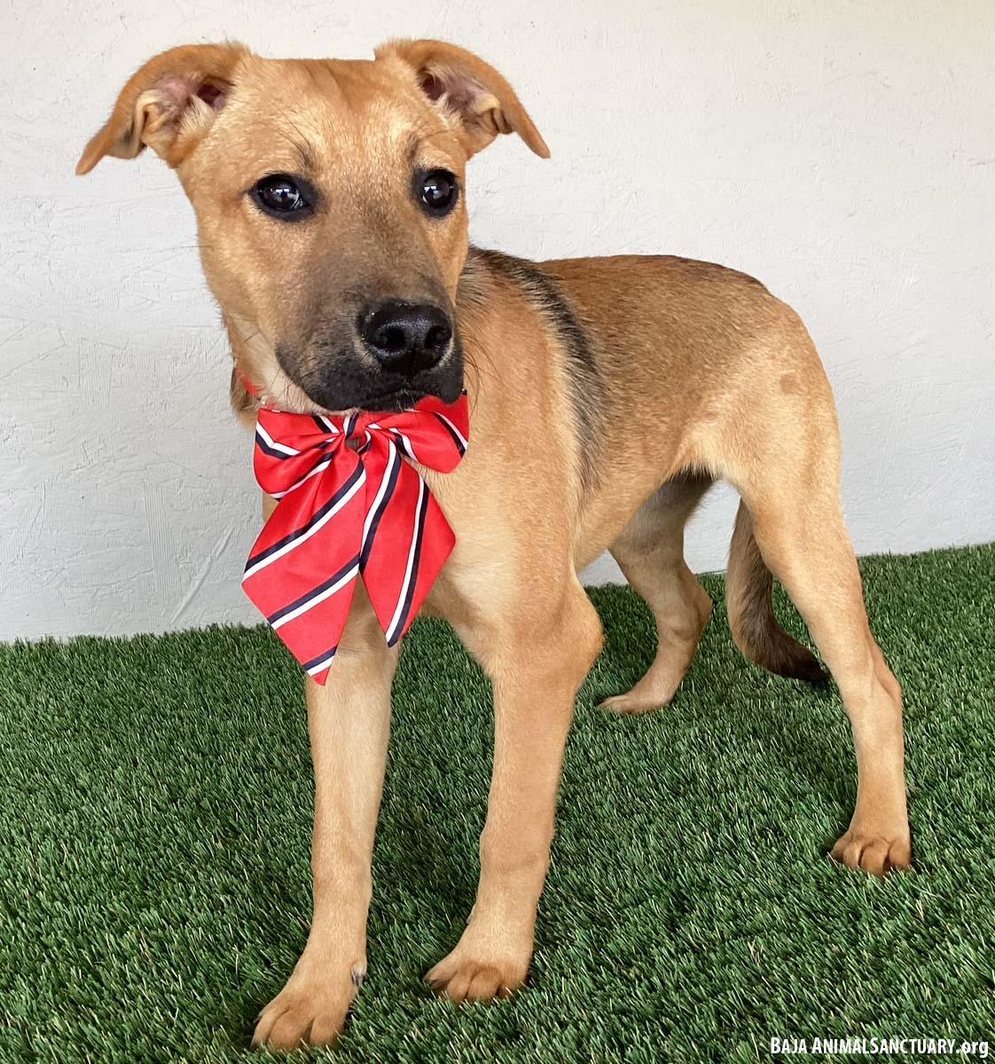 Marta, Adoptable, Young Female Black Mouth Cur.
