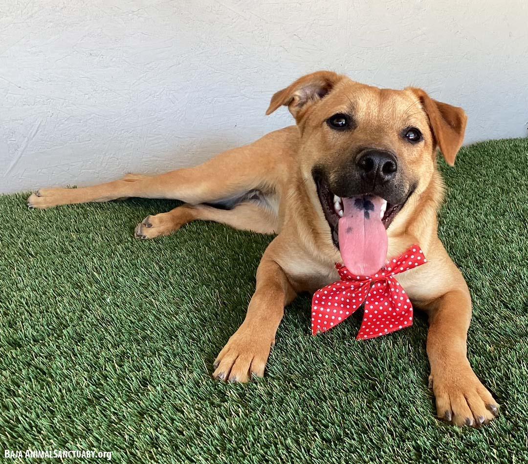 Enlarge Marta, a Adoptable mixed breed in San Diego, CA image 2/4