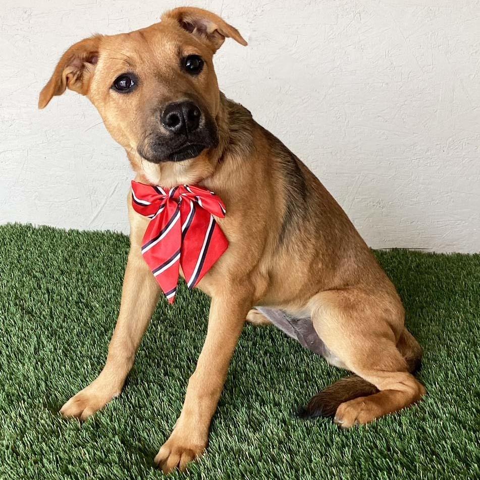 Enlarge Marta, a Adoptable mixed breed in San Diego, CA image 3/4