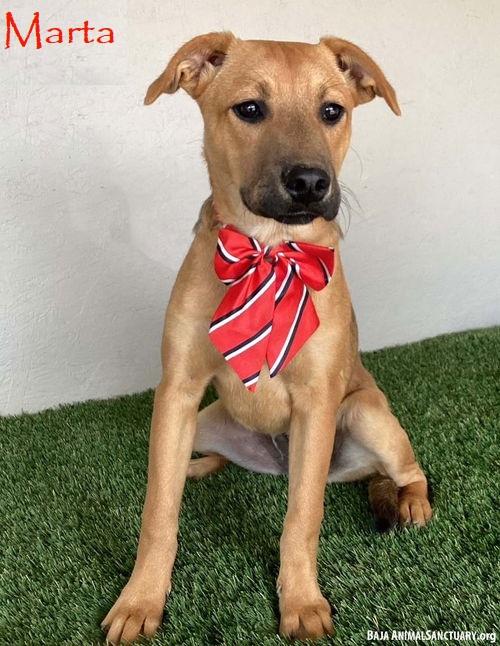 Enlarge Marta, a Adoptable mixed breed in San Diego, CA image 4/4