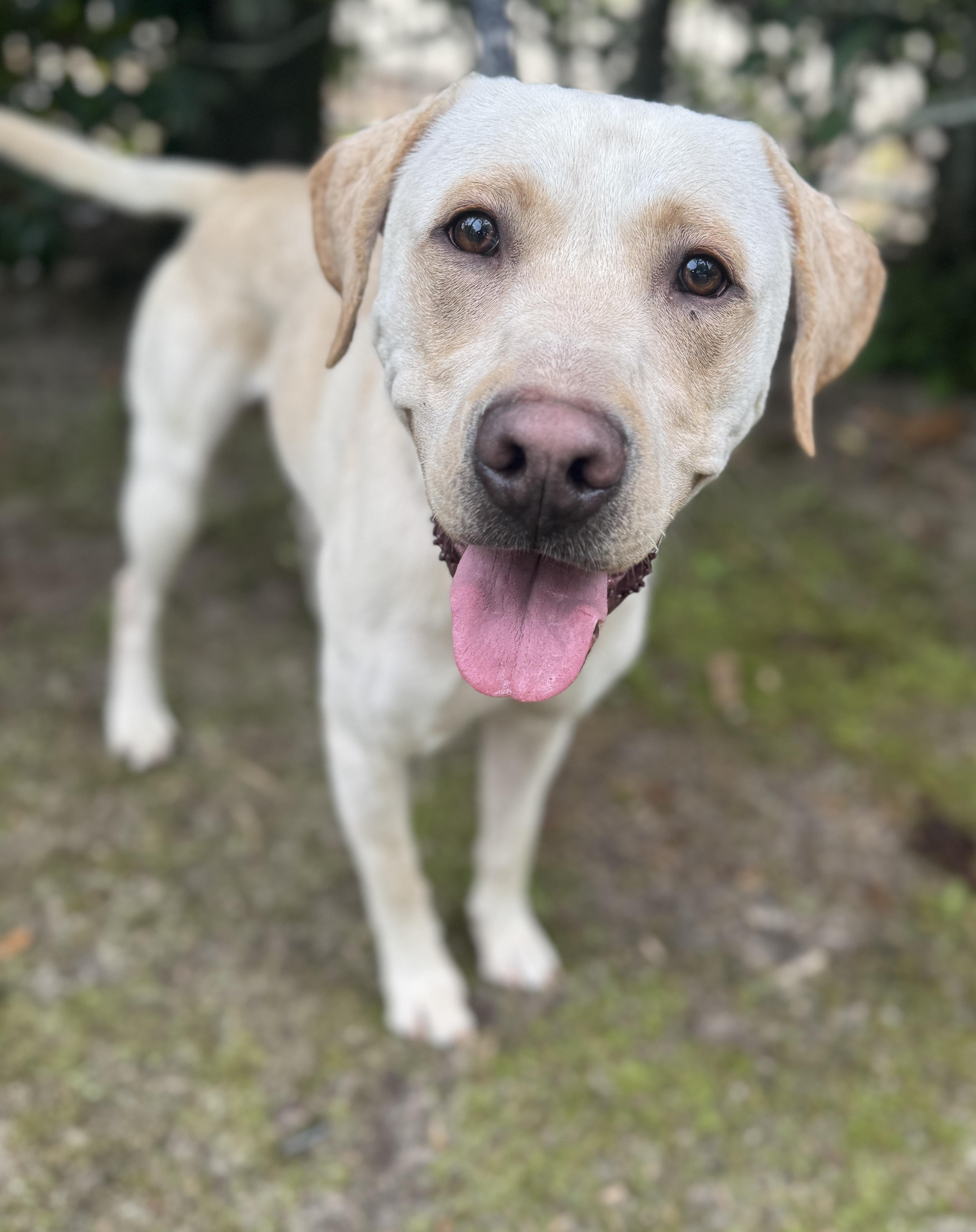 Enlarge Archie , a ADOPTABLE Labrador Retriever in Navarre, FL image 1/5