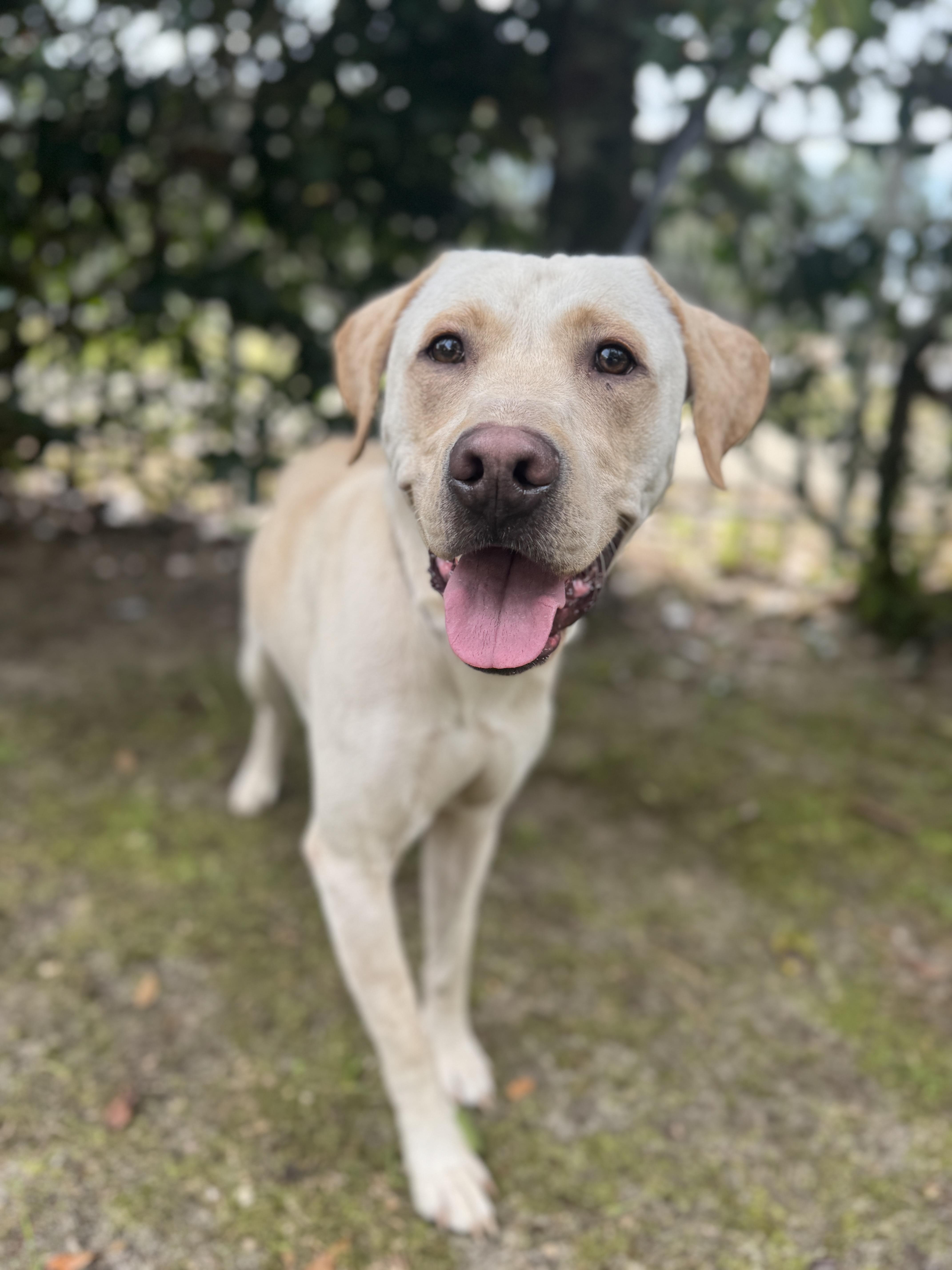Enlarge Archie , a ADOPTABLE Labrador Retriever in Navarre, FL image 4/5