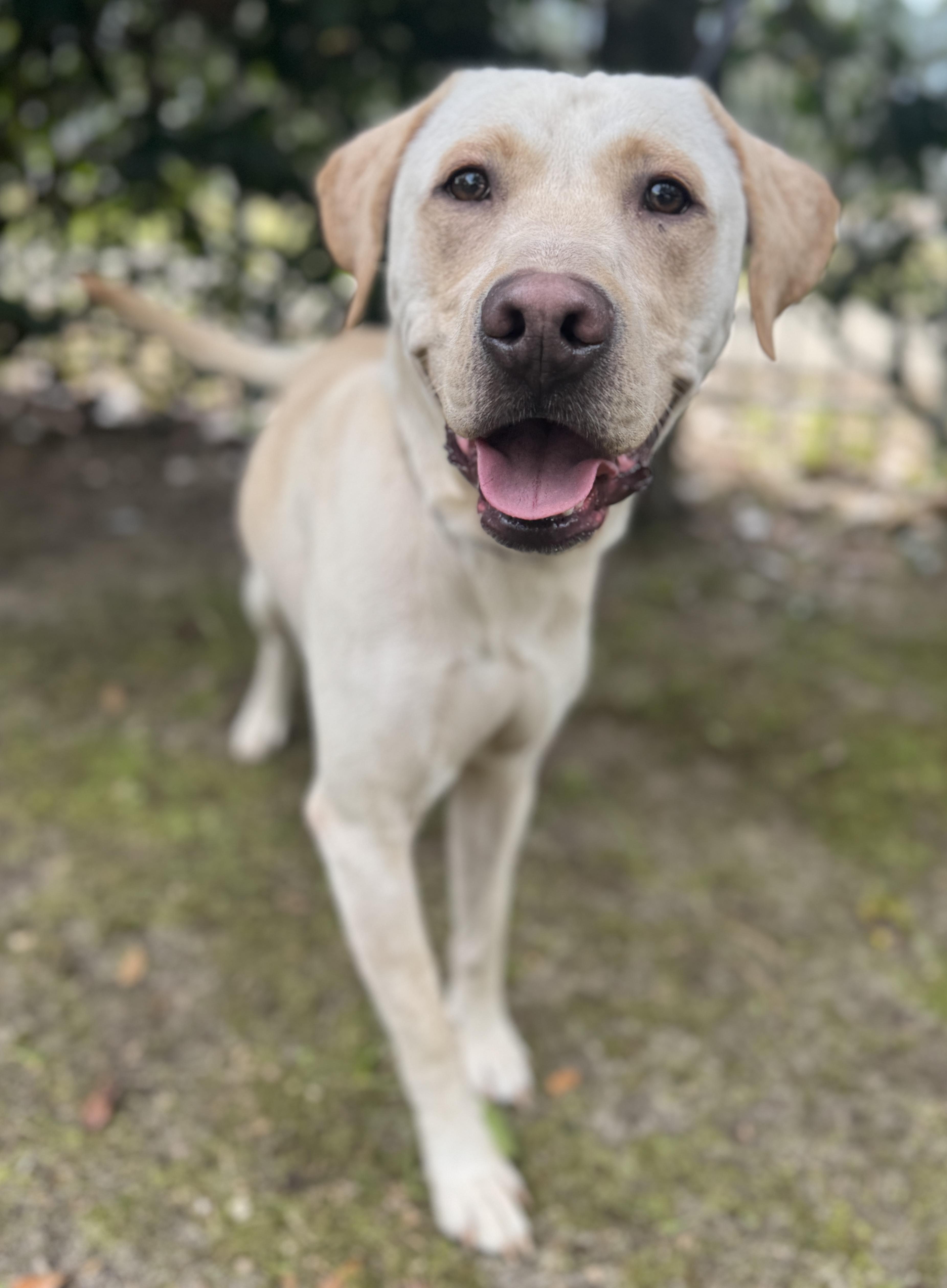 Enlarge Archie , a ADOPTABLE Labrador Retriever in Navarre, FL image 3/5