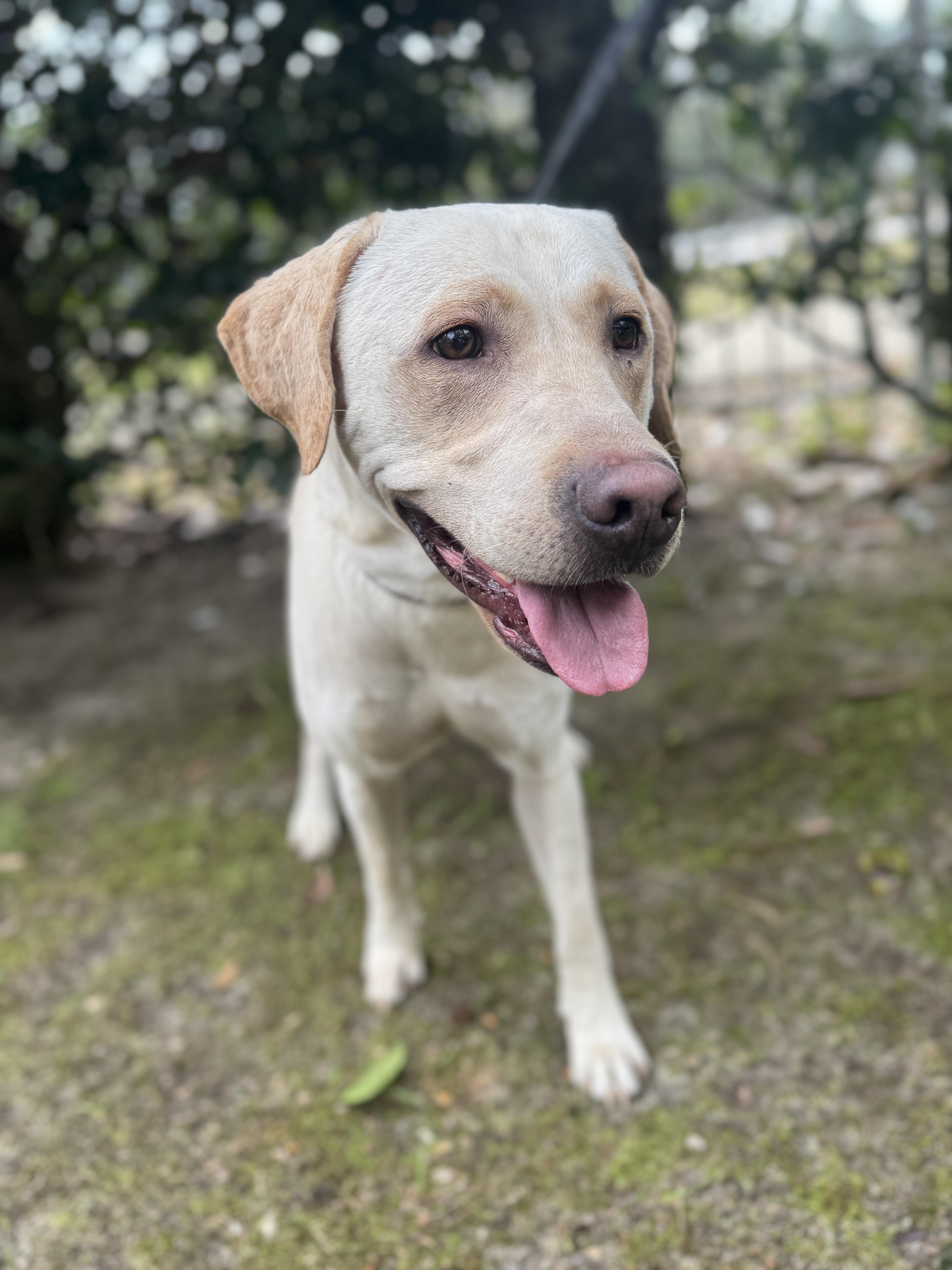 Enlarge Archie , a ADOPTABLE Labrador Retriever in Navarre, FL image 2/5