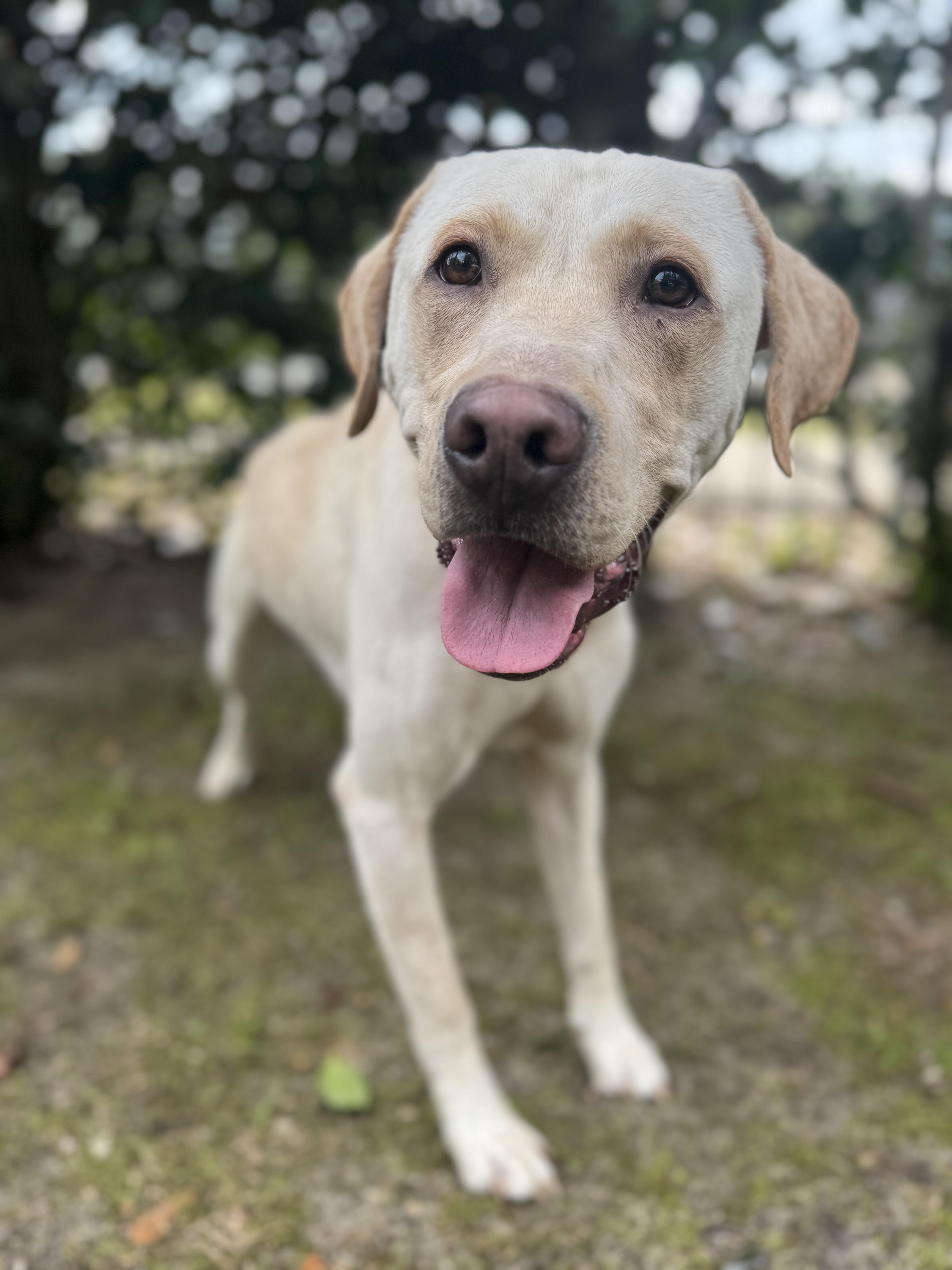 Enlarge Archie , a ADOPTABLE Labrador Retriever in Navarre, FL image 5/5