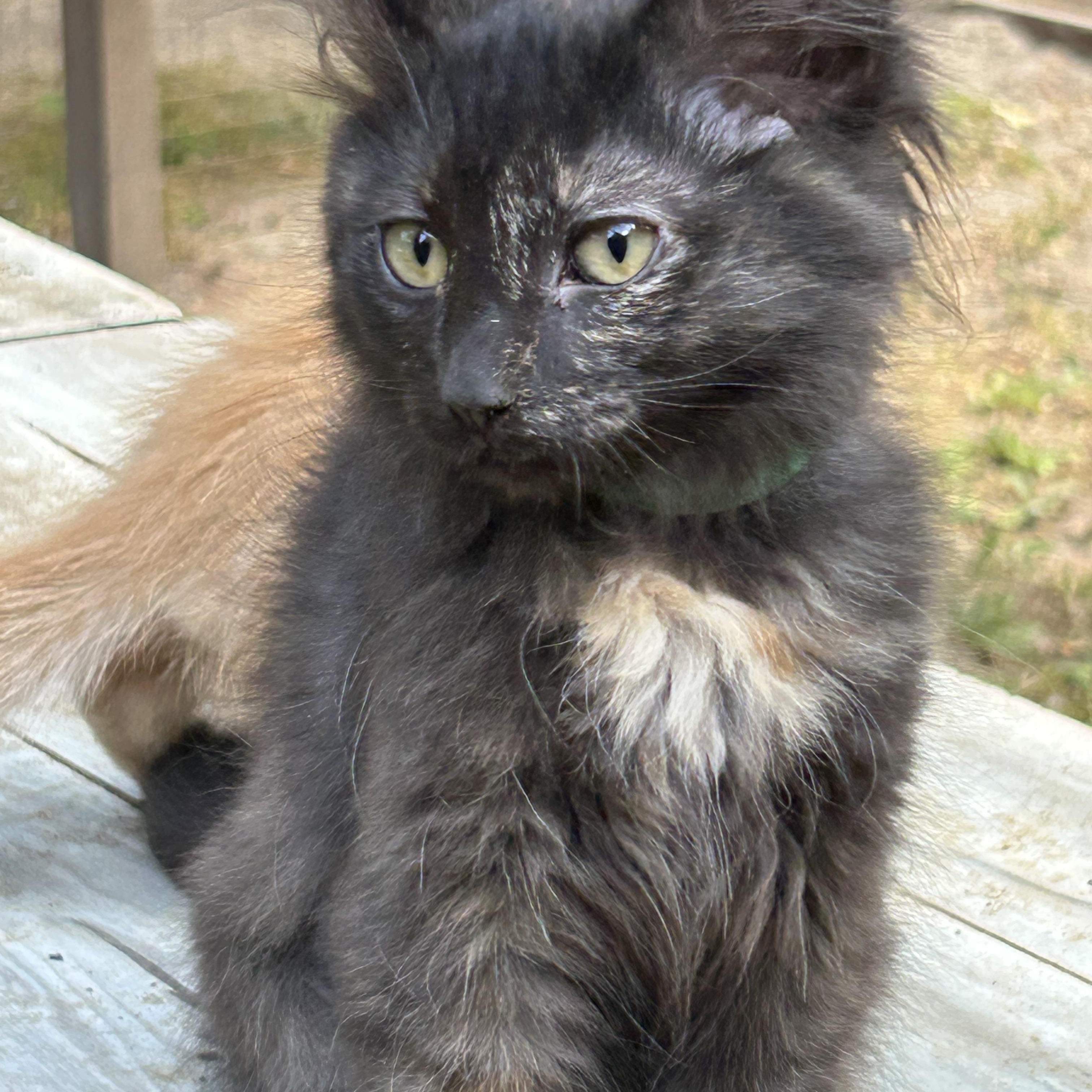 Pandora, Adopted, Kitten Female Domestic Medium Hair.