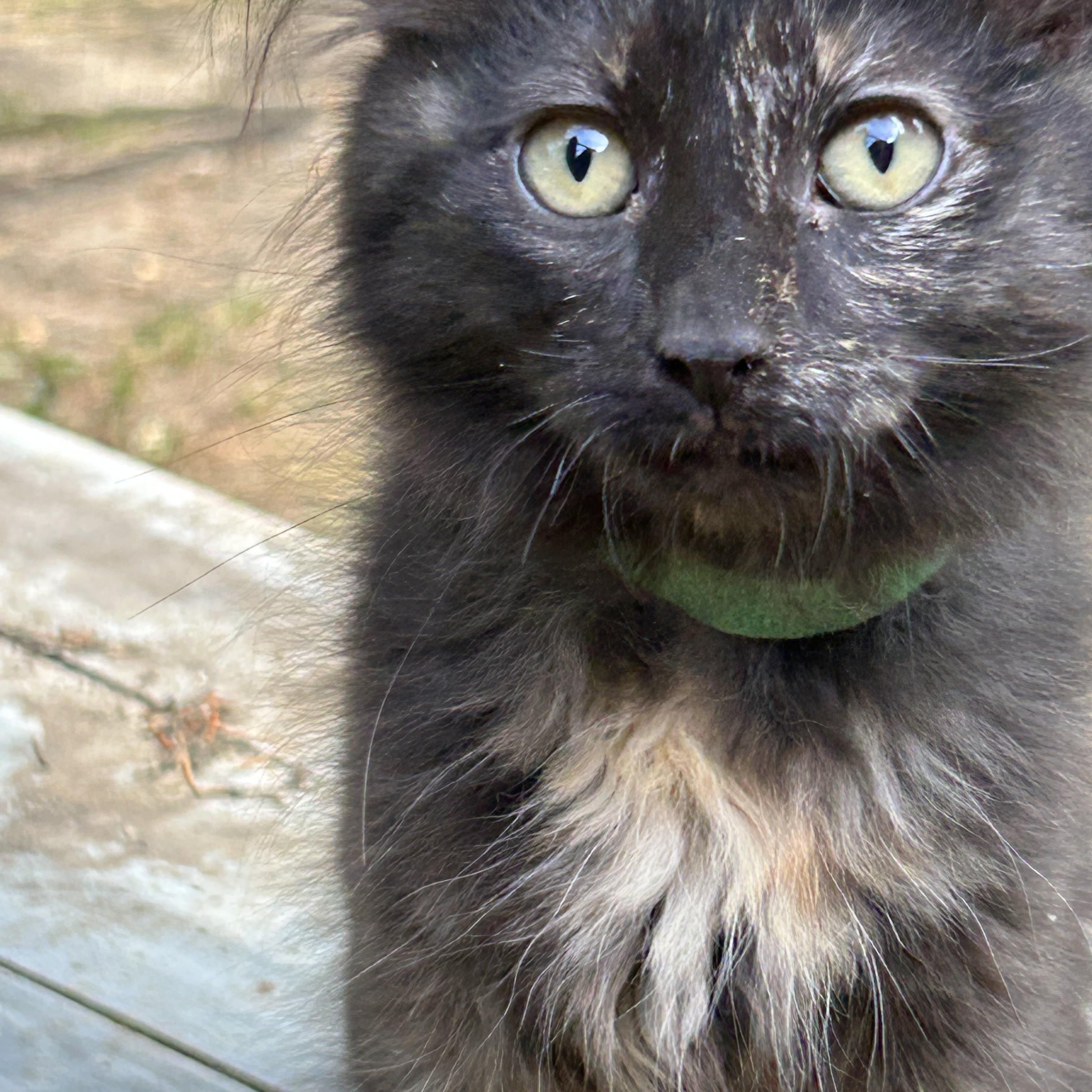 Enlarge Pandora, a Adopted Domestic Medium Hair in Chehalis, WA image 2/3