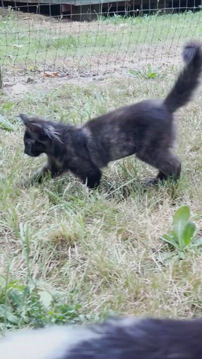 Enlarge Pandora, a Adopted Domestic Medium Hair in Chehalis, WA video 3/3