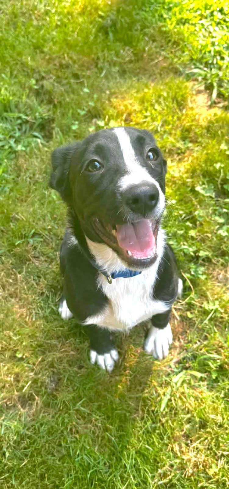 Hawk, an adopted mixed breed in Salamanca, NY image 2/4