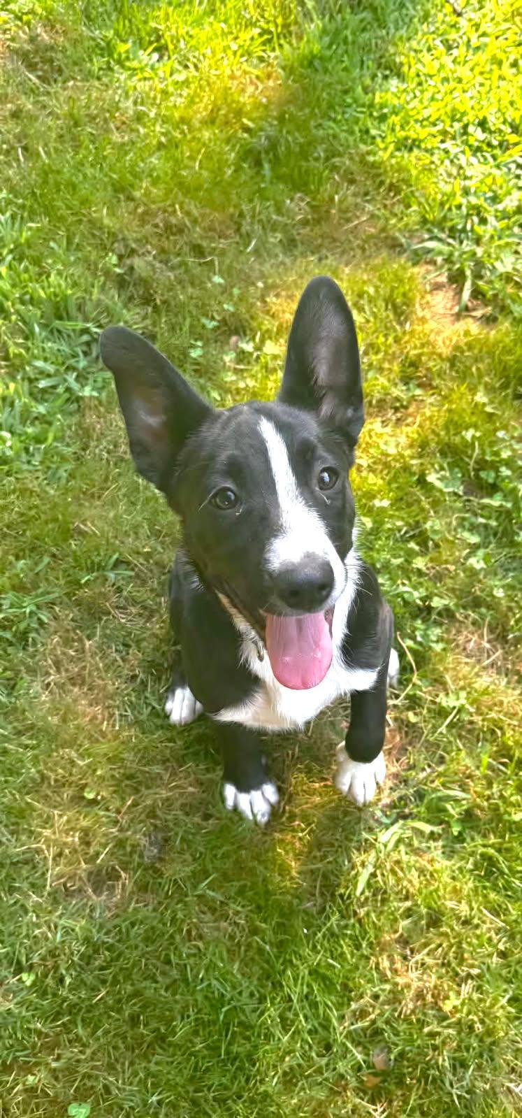 Hawk, an adopted mixed breed in Salamanca, NY image 3/4