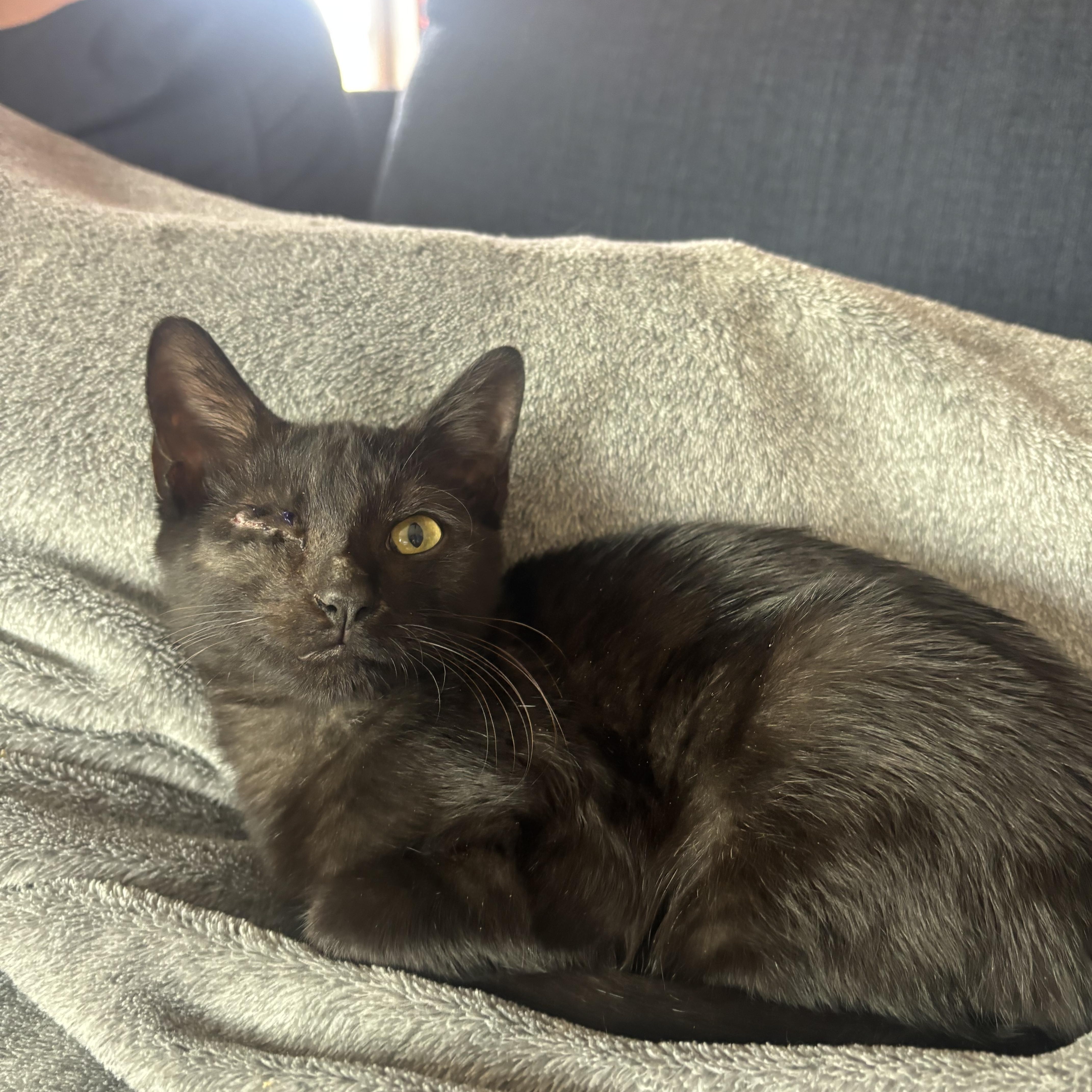 Merv Samos Millar * Pirate!