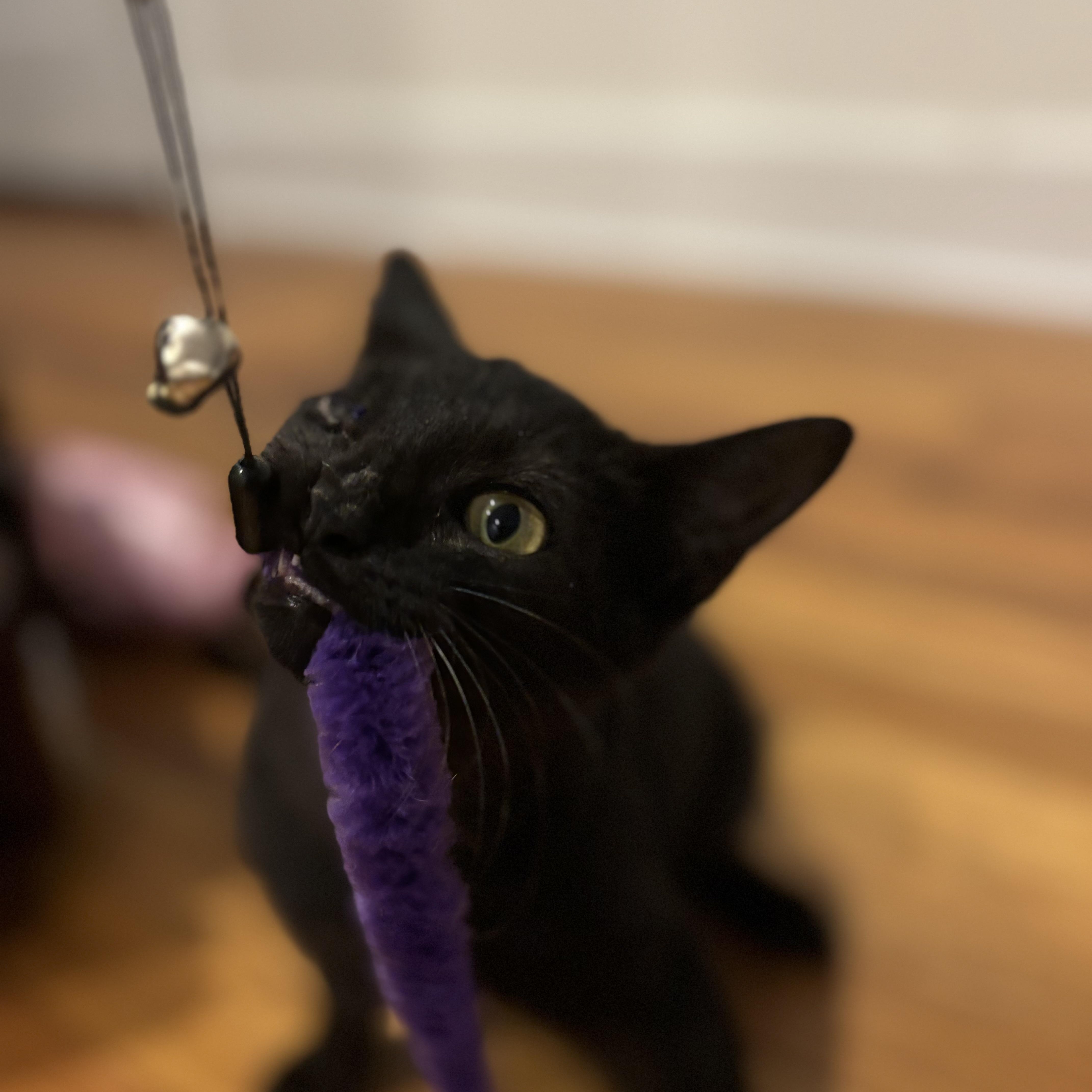 Merv Samos Millar * Pirate!