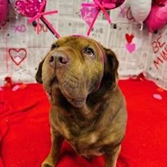 Enlarge Cocoa, a Adoptable mixed breed in Terre Haute, IN image 2/3