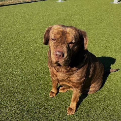 Cocoa, a Adoptable mixed breed in Terre Haute, IN image 2/2