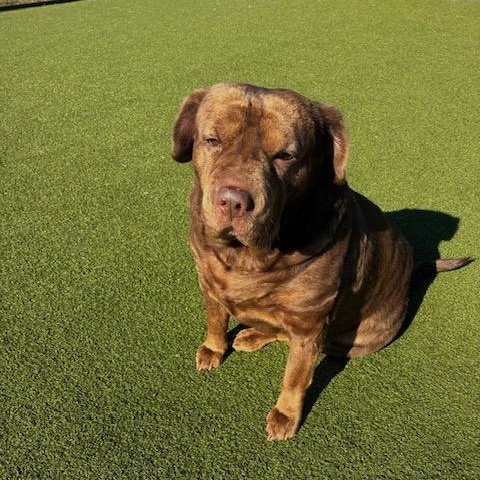 Enlarge Cocoa, a Adoptable mixed breed in Terre Haute, IN image 2/2