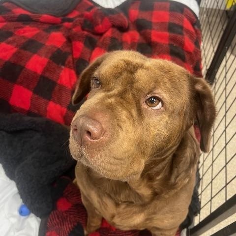 Enlarge Cocoa, a Adoptable mixed breed in Terre Haute, IN image 1/2