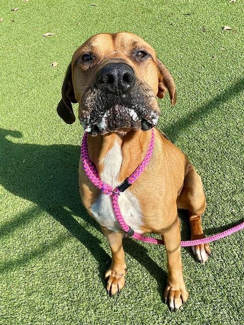 SAMPSON, Adoptable, Adult Male Mastiff.