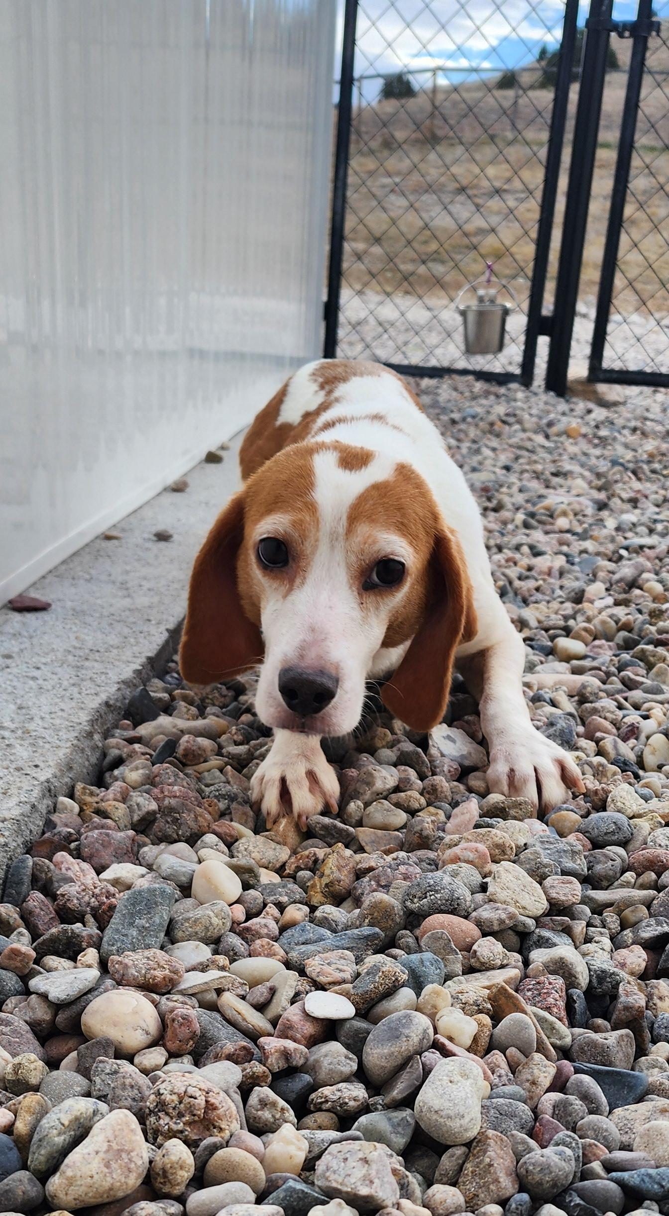 Pink, an adoptable Beagle in Hartville, WY, 82215 | Photo Image 2