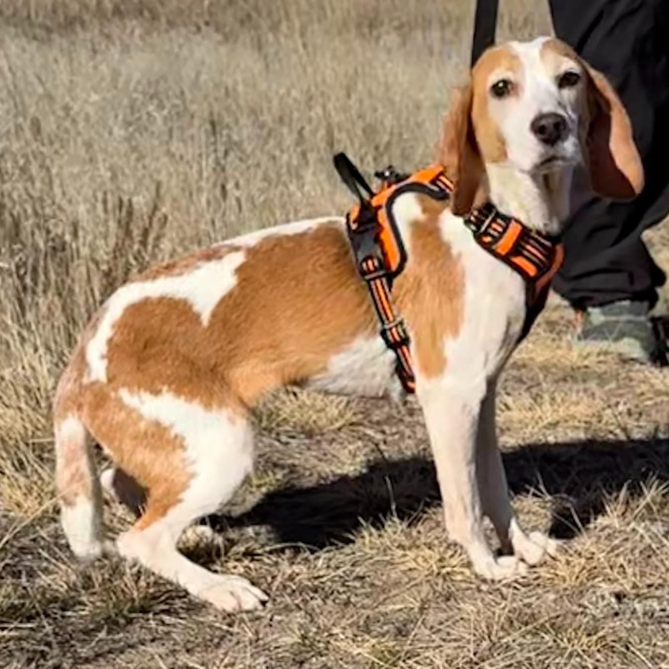 Pink, an adoptable Beagle in Hartville, WY, 82215 | Photo Image 3