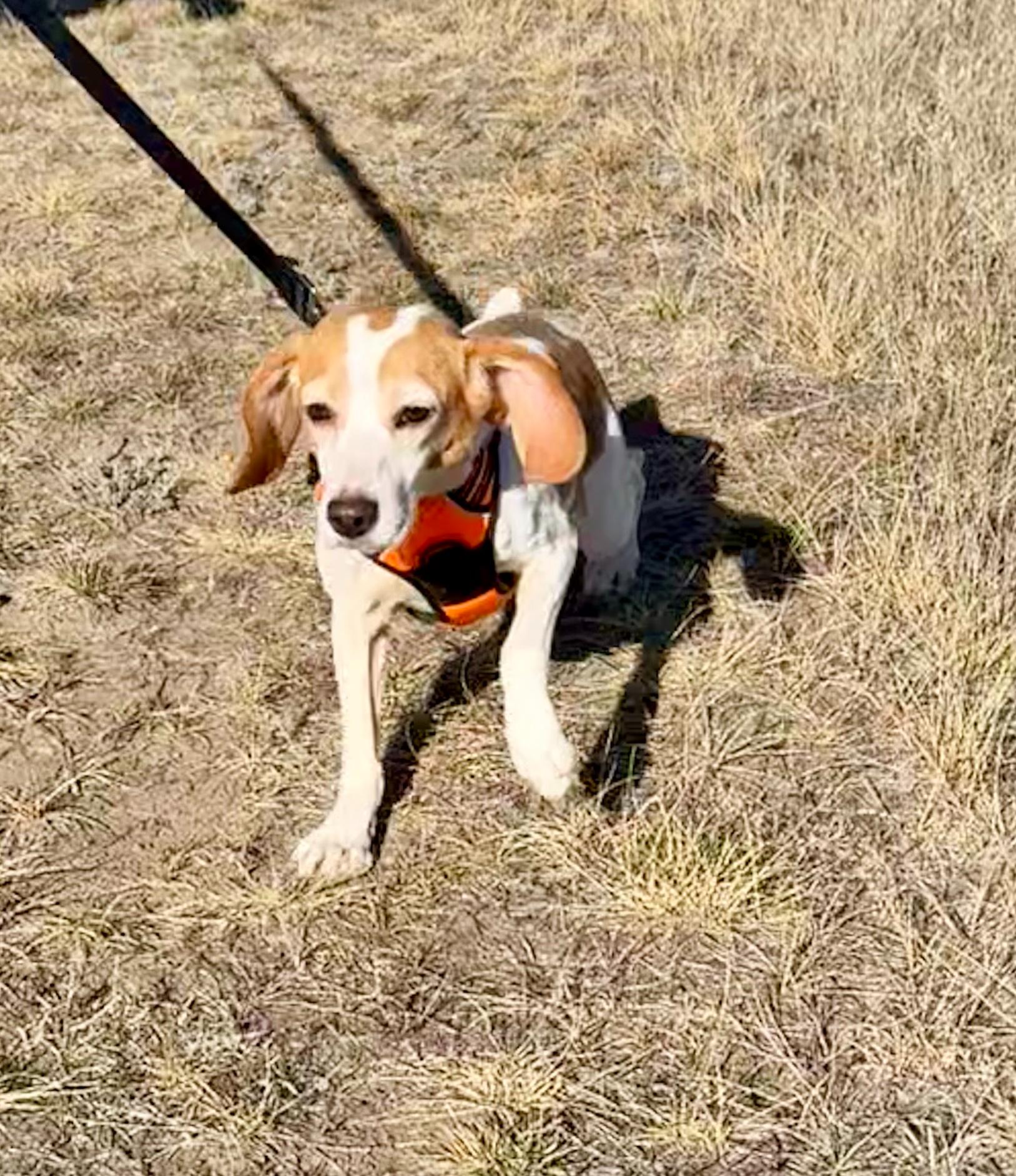 Pink, an adoptable Beagle in Hartville, WY, 82215 | Photo Image 1