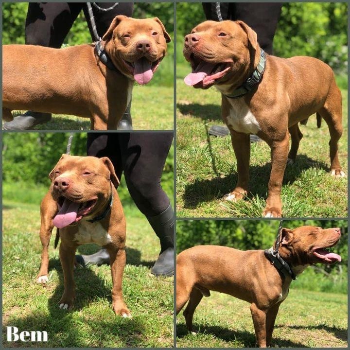 Enlarge Bem, a Adoptable mixed breed in Huntington, WV image 1/3
