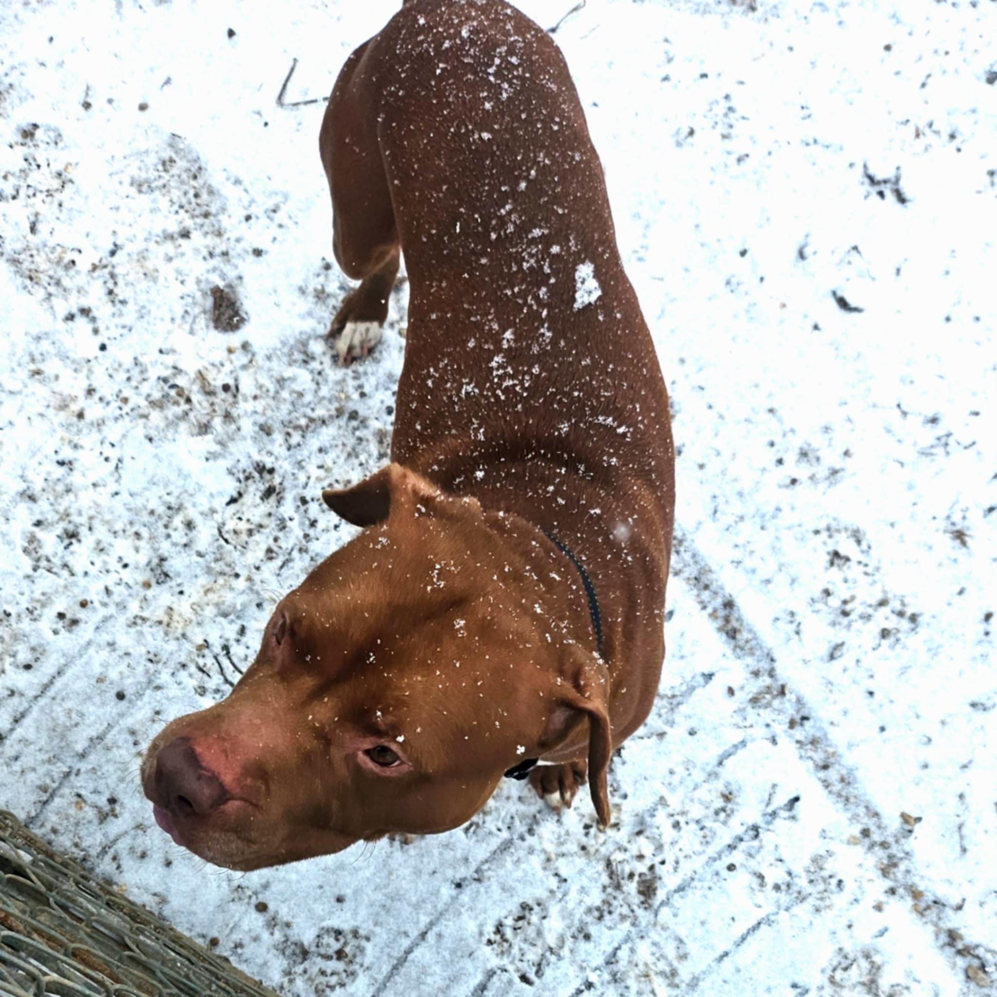 Enlarge Bem, a Adoptable mixed breed in Huntington, WV image 2/3