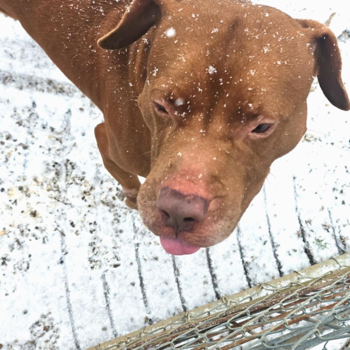 Enlarge Bem, a Adoptable mixed breed in Huntington, WV image 3/3