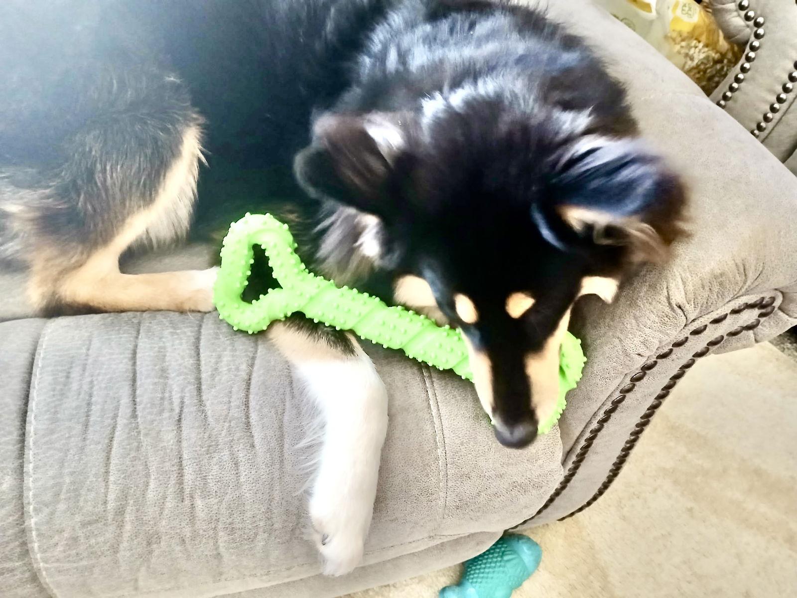 Rainey, Adopted, Young Male Collie.