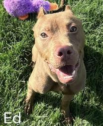 Ed, ADOPTABLE, Adult Male Pit Bull Terrier.