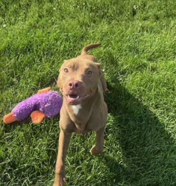 Ed, a ADOPTABLE mixed breed in Cicero, IL image 2/2