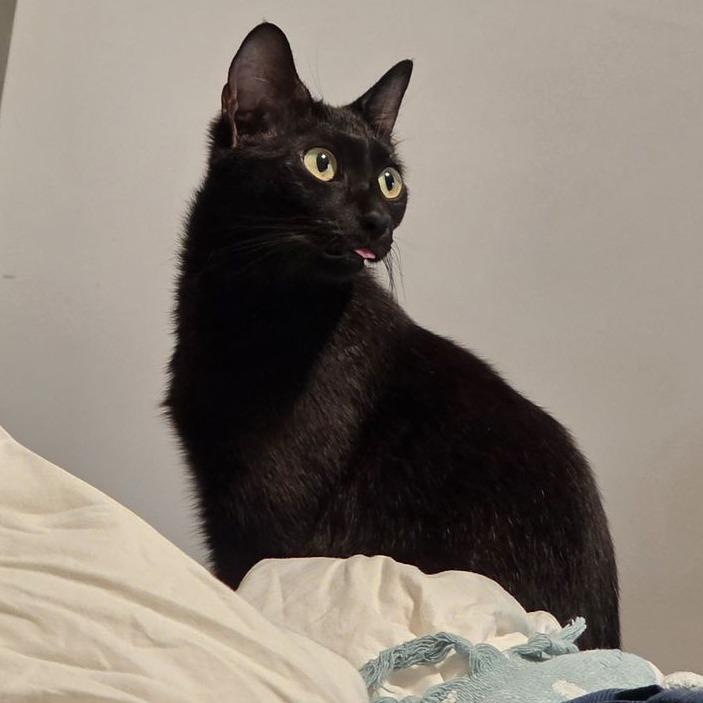 Jizell, Adoptable, Young Female Domestic Short Hair.