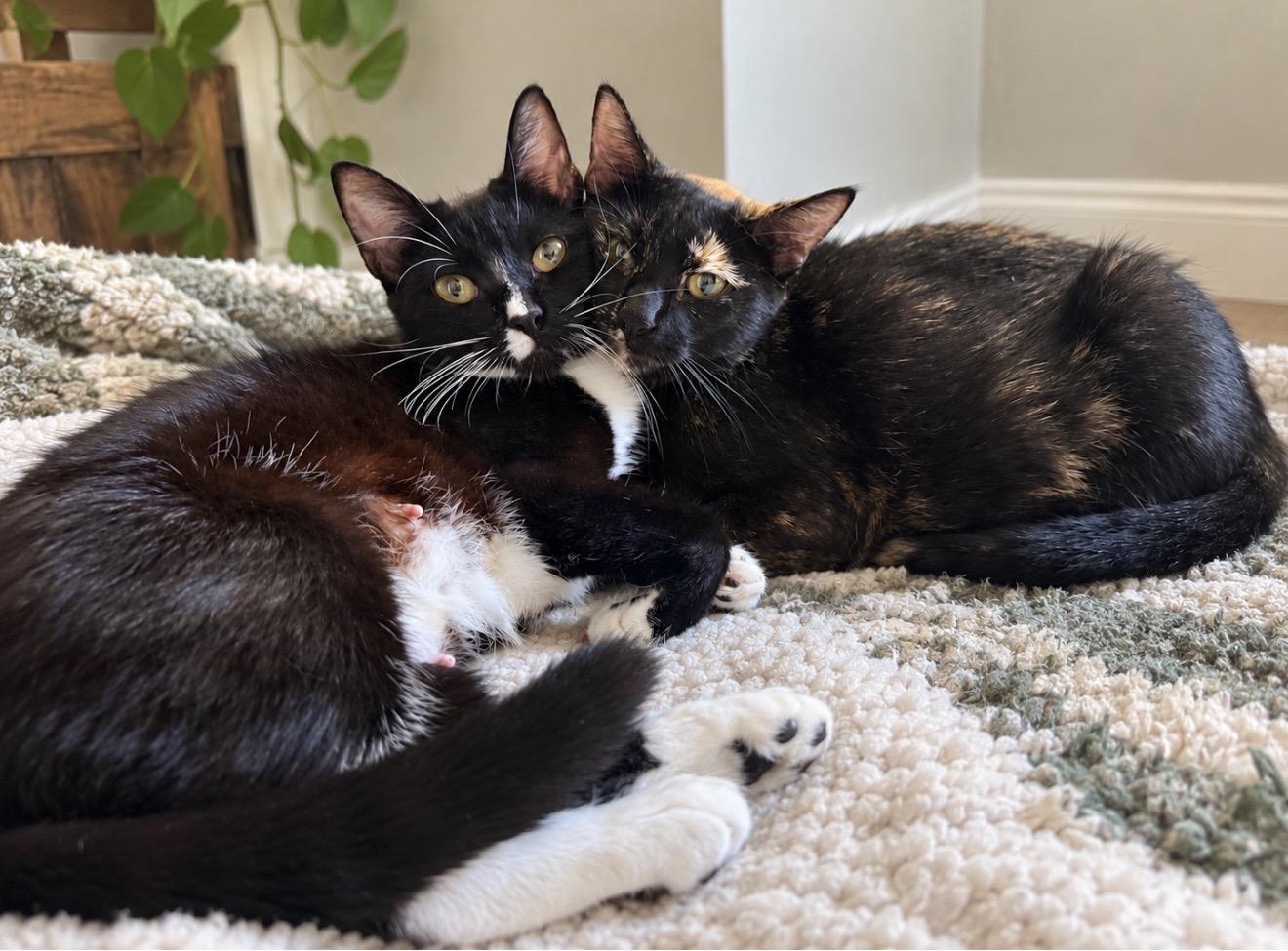 Enlarge Mozzarella & Burrata, a Adoptable mixed breed in Kennebunk , ME image 1/6
