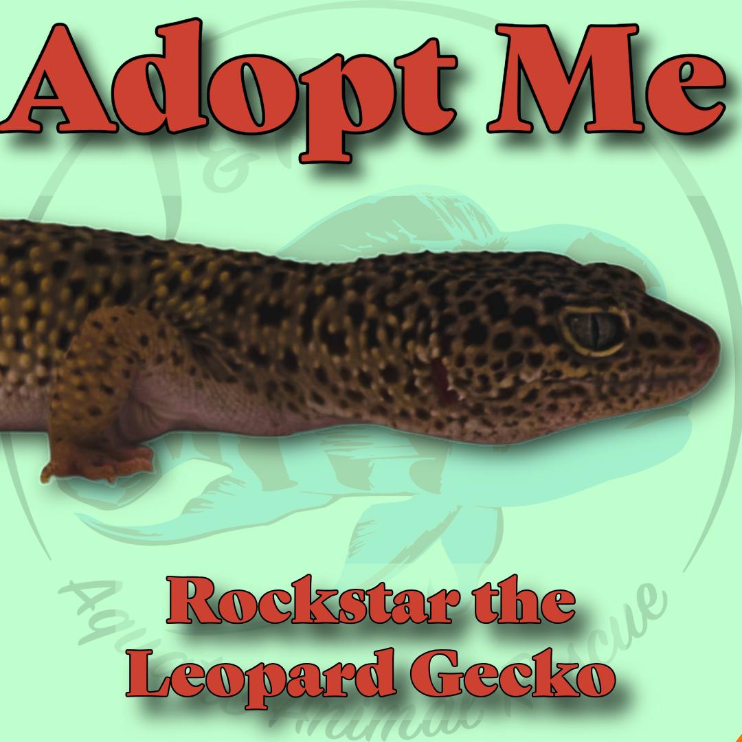 Enlarge Rockstar the Leopard Gecko, a Adoptable Gecko in Neenah, WI image 1/1
