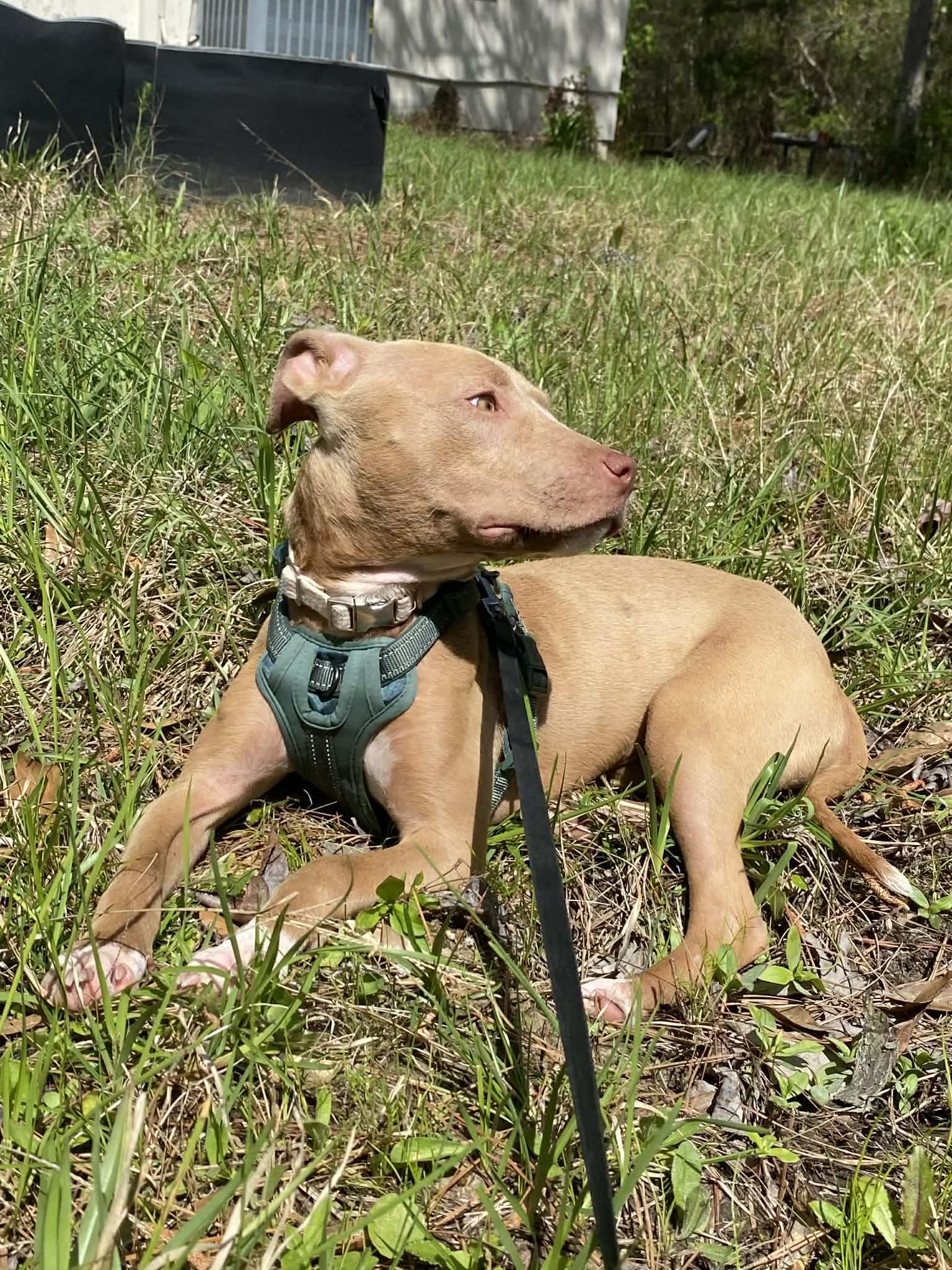 Enlarge Honey, a Adoptable mixed breed in Covington, LA image 5/6