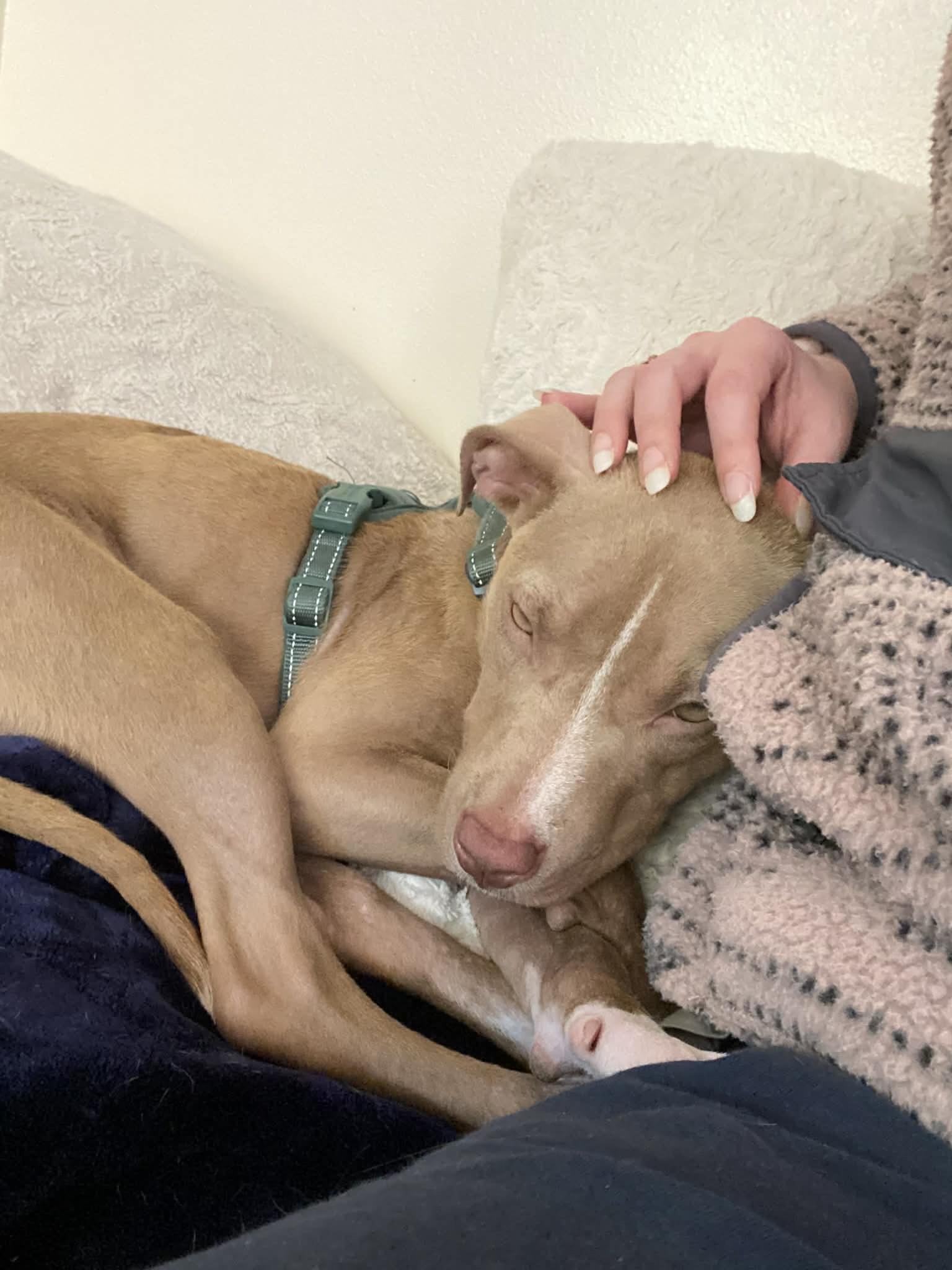 Enlarge Honey, a Adoptable mixed breed in Covington, LA image 2/6