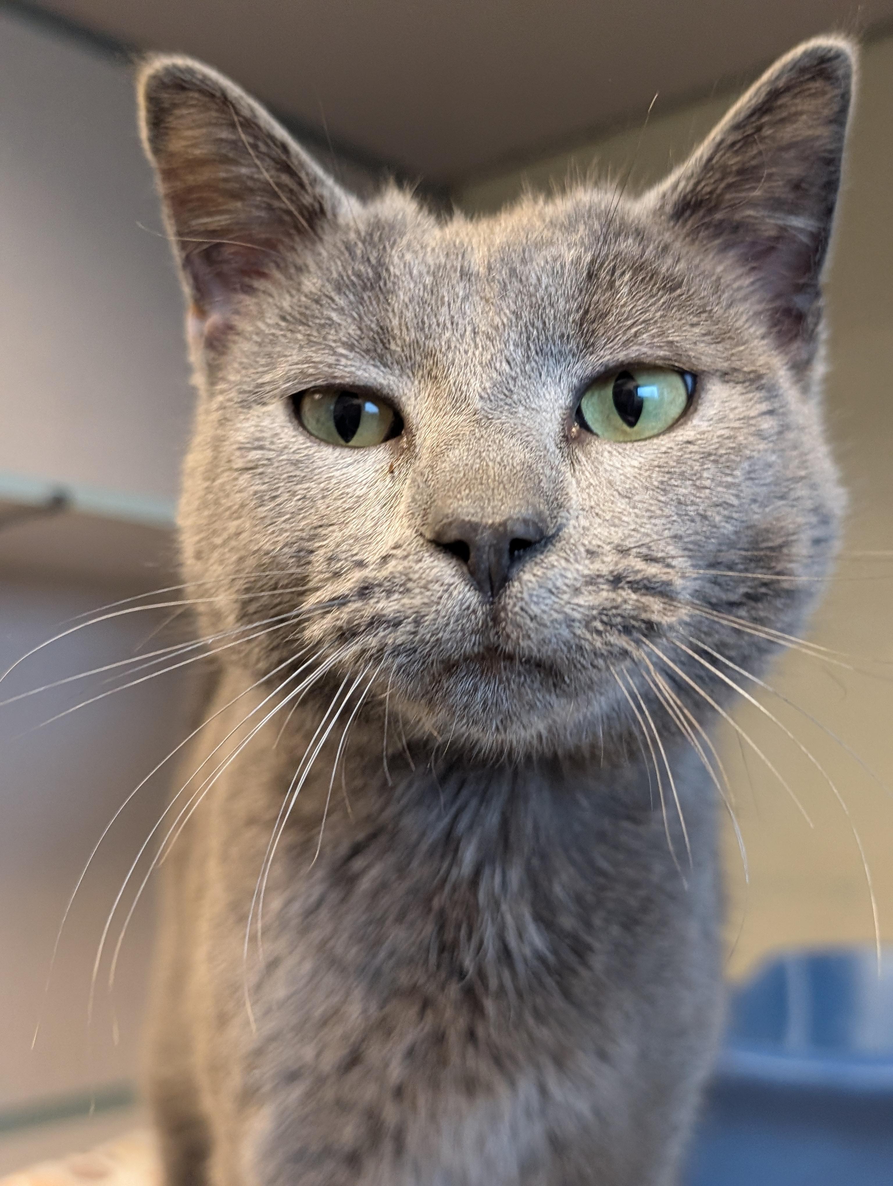 Pegasus — thumbnail 2