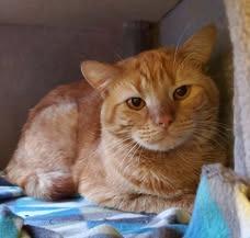 Gnocchi, Adoptable, Adult Male Domestic Short Hair.