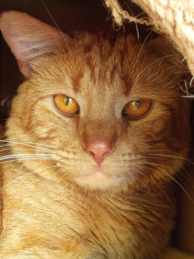 Gnocchi, Adoptable, Adult Male Domestic Short Hair.