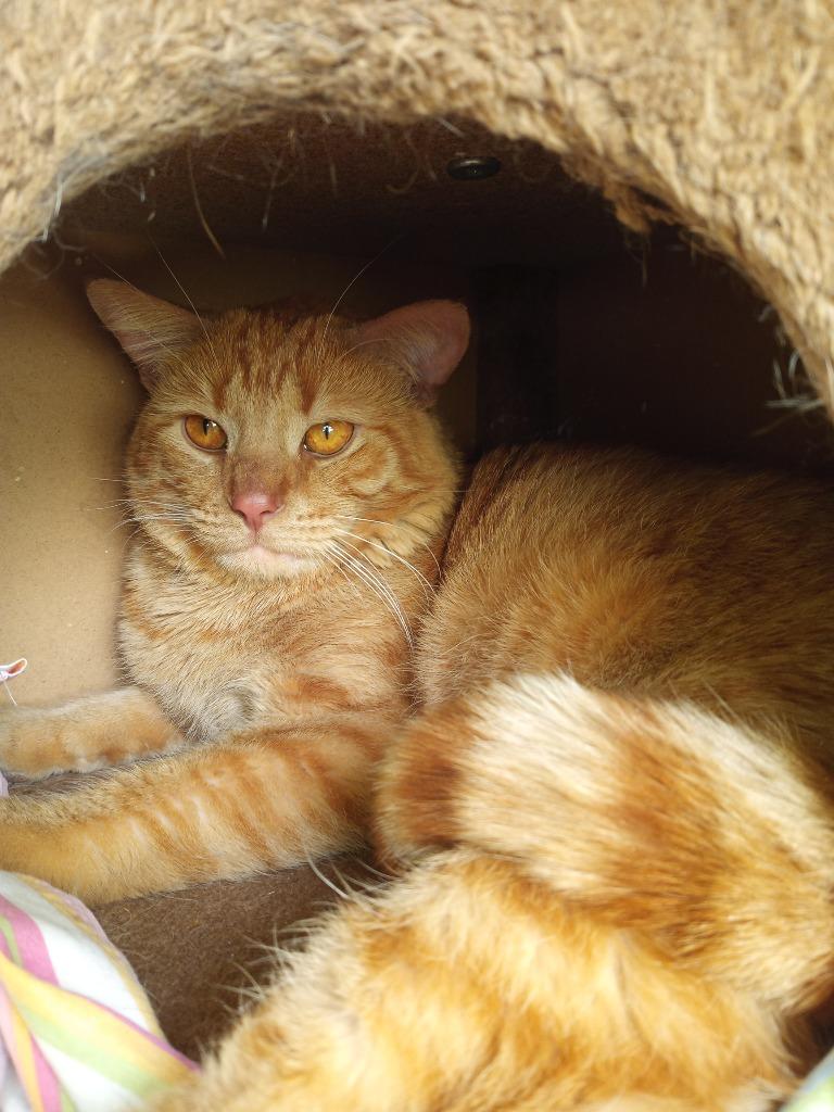 Gnocchi, a Adoptable mixed breed in Hamilton, OH image 2/3