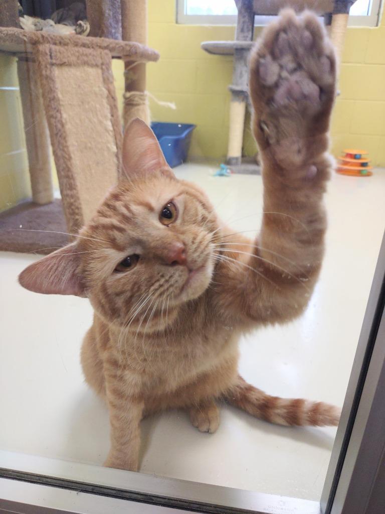 Gnocchi, Adoptable, Adult Male Domestic Short Hair.